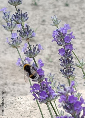 bee on lavender