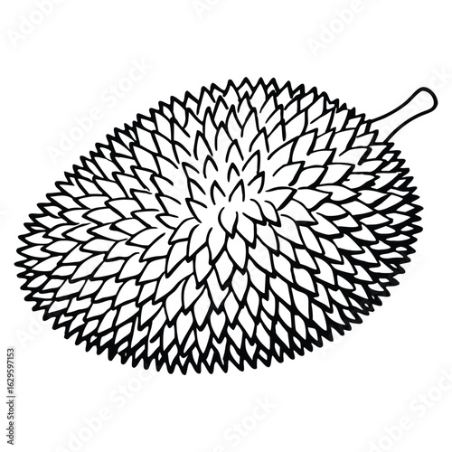 Silhouette of durian fruit isolated on white background