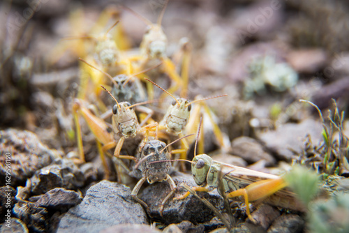 Принти на полотні grasshoppers on the ground
