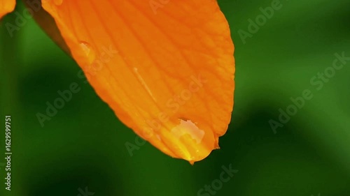 An orange flower petal with a hanging water droplet reflecting green foliage