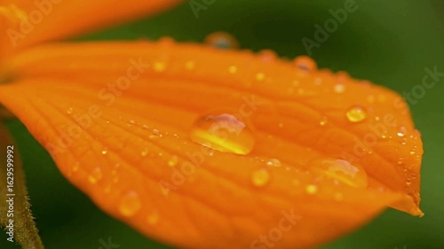 An orange flower petal with water droplets against a dark green background