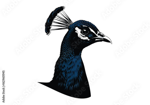 Elegant Peacock Head Illustration – Stylized Blue Bird Profile on White Background