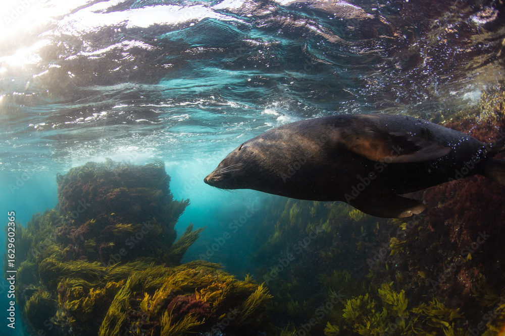 Fototapeta premium Close-up of a large Australian fur seal bull swimming in the turquoise waters surrounding Montague Island on the New South Wales, South Coast.