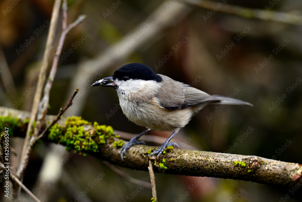 Naklejka premium Sumpfmeise // Marsh tit (Poecile palustris)