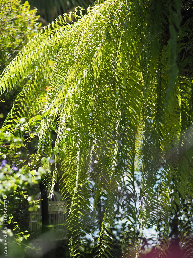 Fototapeta premium fern