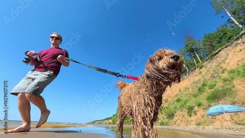 Curly brown wet dog walks on a leash with a man on the beach with splashes. Shot on an action camera.