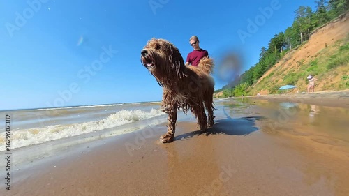 Curly brown wet dog walks on a leash with a man on the beach with splashes. Shot on an action camera.
