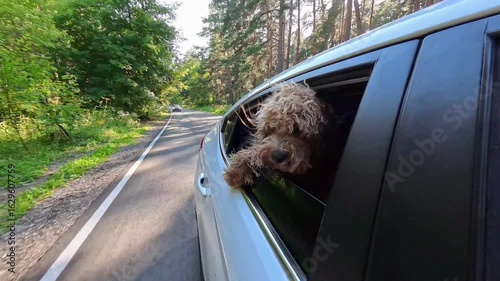 A brown curly-haired dog leans out of the car window in the summer. Shot on an action camera.