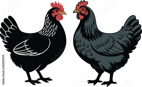 Realistic black chicken illustration vector with red comb and detailed feather farm animal profile