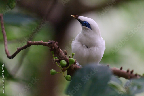 Wall Mural Bali Myna (Leucopsar rothschildi) perched on wooden rail with blurred green background in Hong Kong
