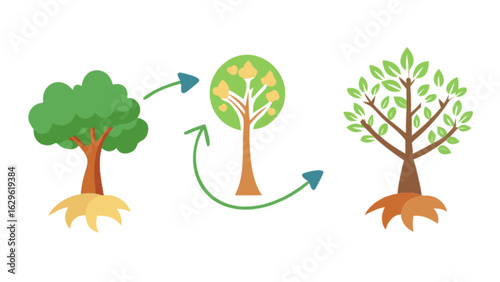 Tree life cycle illustration showing growth stages from sapling to mature tree with arrows indicating process