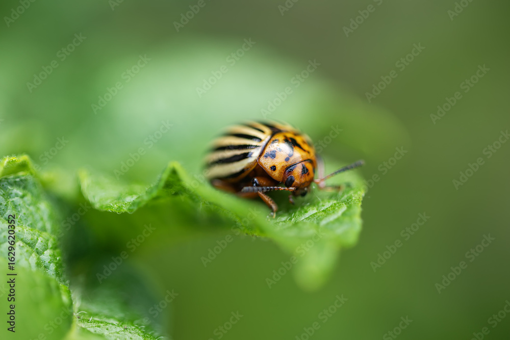 Fototapeta premium Agricultural pest Colorado potato beetle eats potato leaves