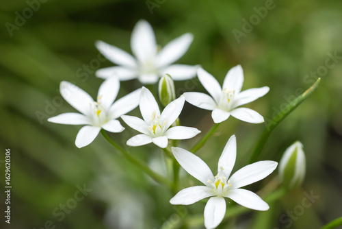 Buds and white flowers of Ornithogalum umbellatum in mid May