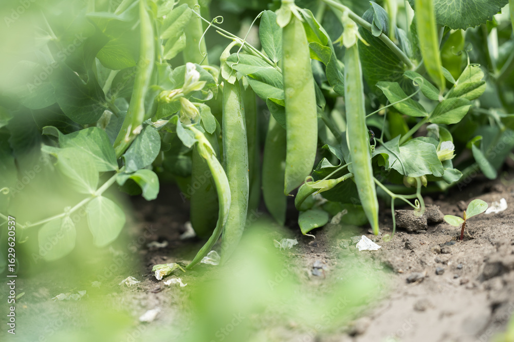 Fototapeta premium green peas in pods in the field close up