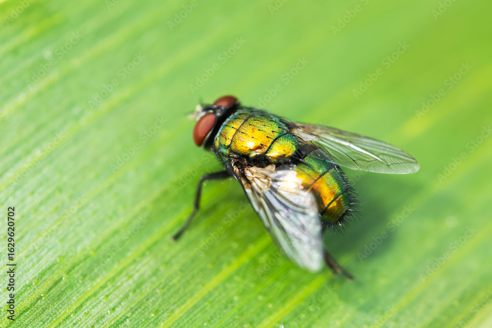 Obraz premium Common green bottle fly resting on a green leaf with blurred green background