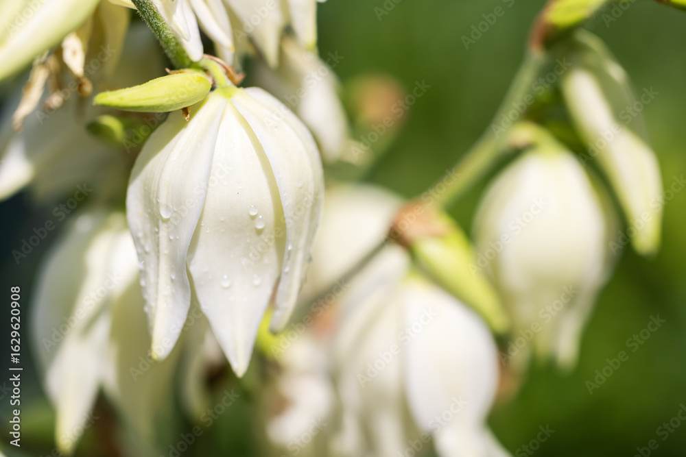 Fototapeta premium Inflorescences of Yucca filamentosa in the form of a panicle with white flowers in the botanic garden