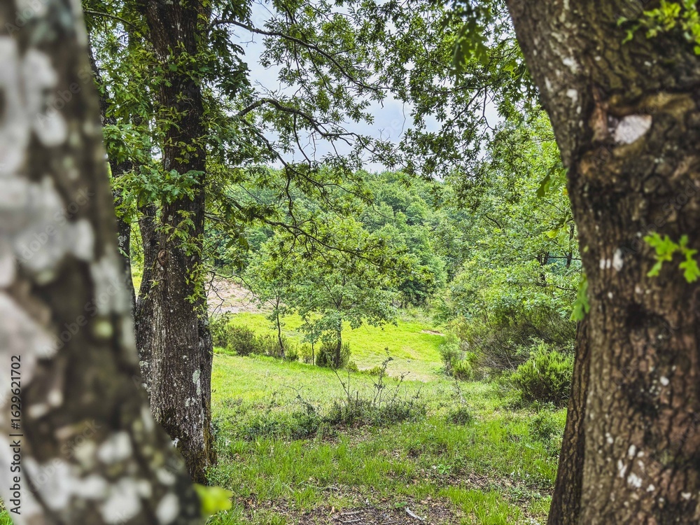 Fototapeta premium View of a Green Forest Clearing Between Two Tree Trunks