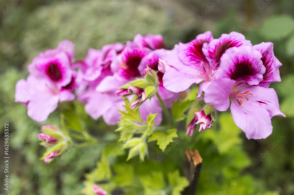 Pelargonium crispum Angel eyes, Geranium Angel's Perfume with Pink flowers Pelargonium crispum Angel eyes, Geranium Angel's Perfume with Pink flowers