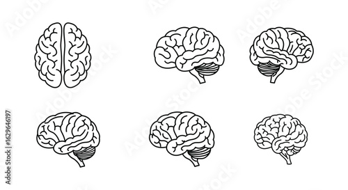 Human Brain Anatomy Illustrations in Different Views Black and White Silhouette