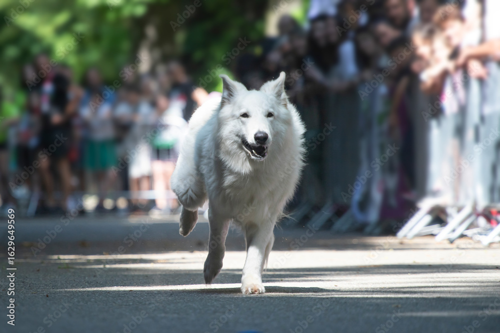 Obraz premium Dog agility competition.