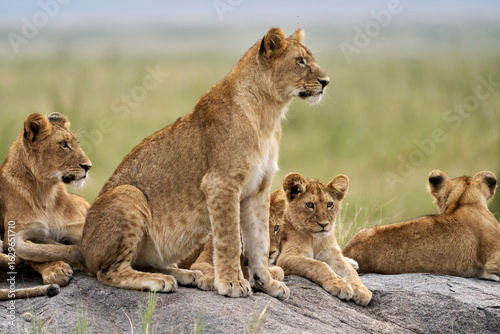 Photography Young Lion Standing Guard Over the Pride in Serengeti