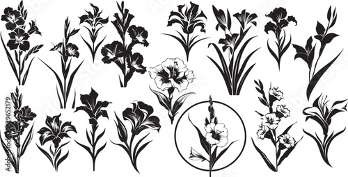 VECTOR gladiole set for logos  and decorations
