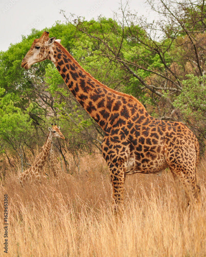 Obraz premium A giraffe standing tall in the african bush