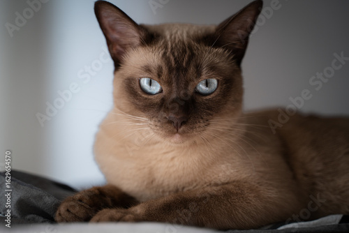 Konstfotografi Portrait of a Tonkinese breed 1,5 year old cat.