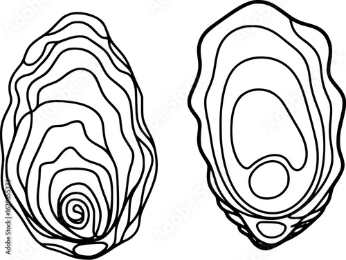 Two stylized oysters showing internal contours and external shape shell bivalve