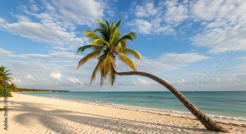 Palmera solitaria inclinada junto al mar Caribe