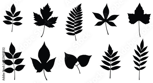 Collection of diverse black leaf silhouettes on a white background representing different plant species and seasons