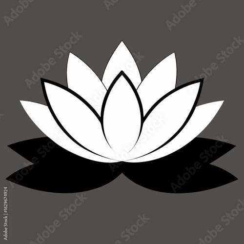 Water Lily  Nymphaea 'Attraction