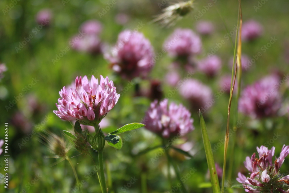 Fototapeta premium purple thistle flower