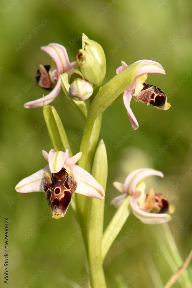Obraz premium A close-up of a stalk of beautiful Ophrys umbilicata flowers, or bee orchids, showcasing the intricate details of nature's mimicry in a soft, natural environment.