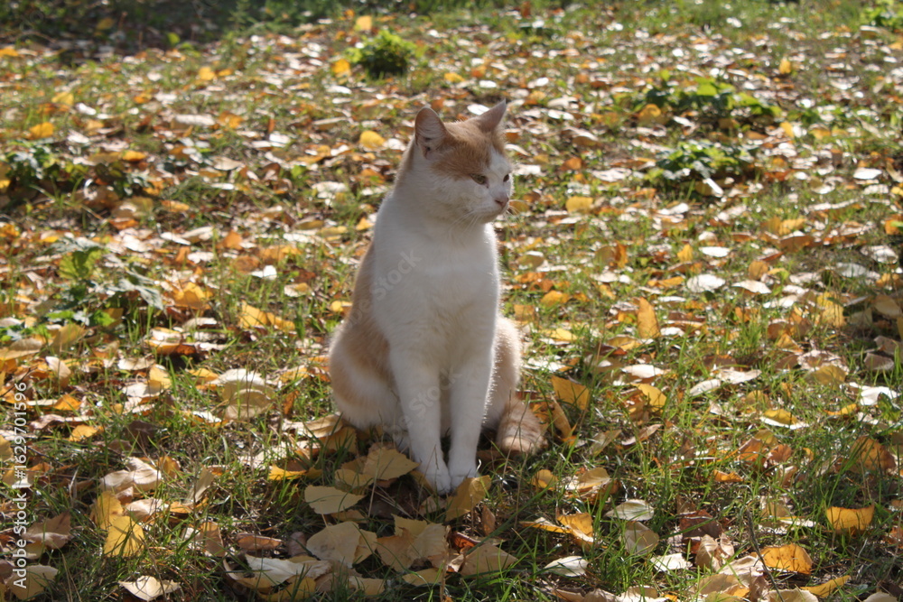custom made wallpaper toronto digitalsquirrel in the park