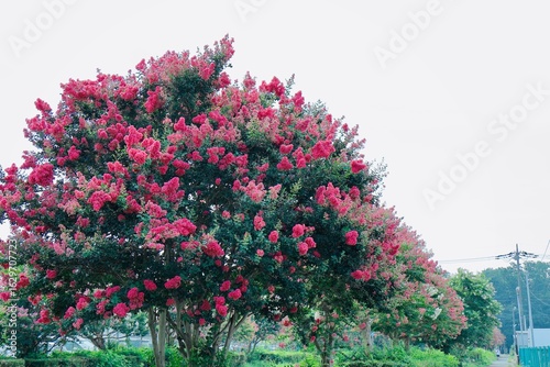 Wallpaper Mural サルスベリの木 Torontodigital.ca