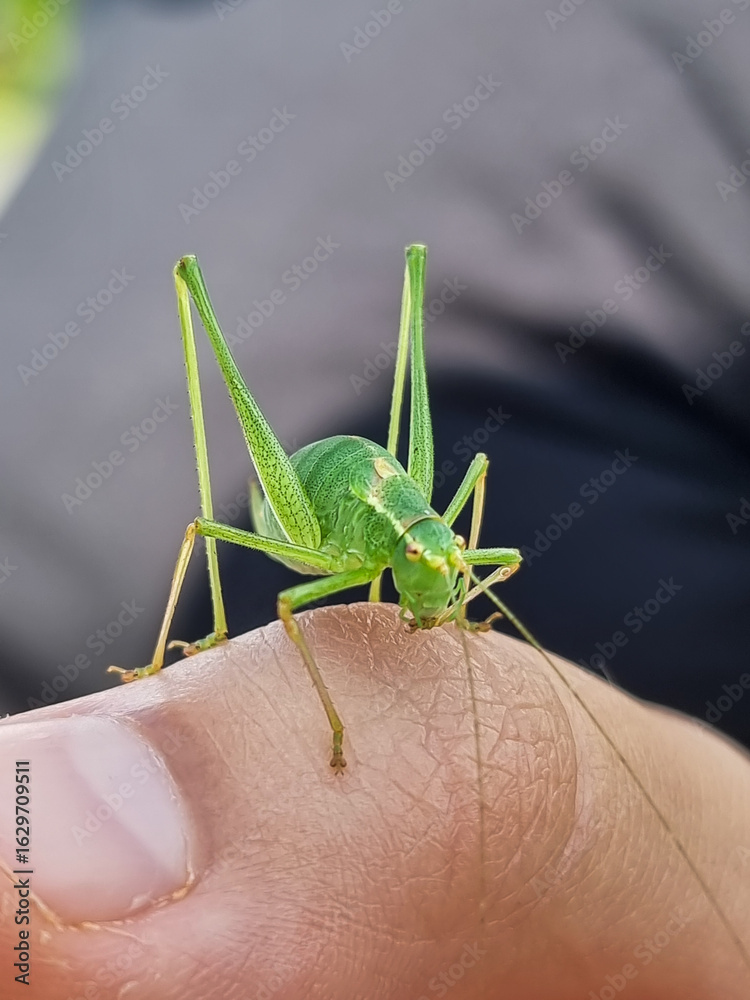 Fototapeta premium Small green cricket at closeup resting on finger in daylight and shallow depth of field 