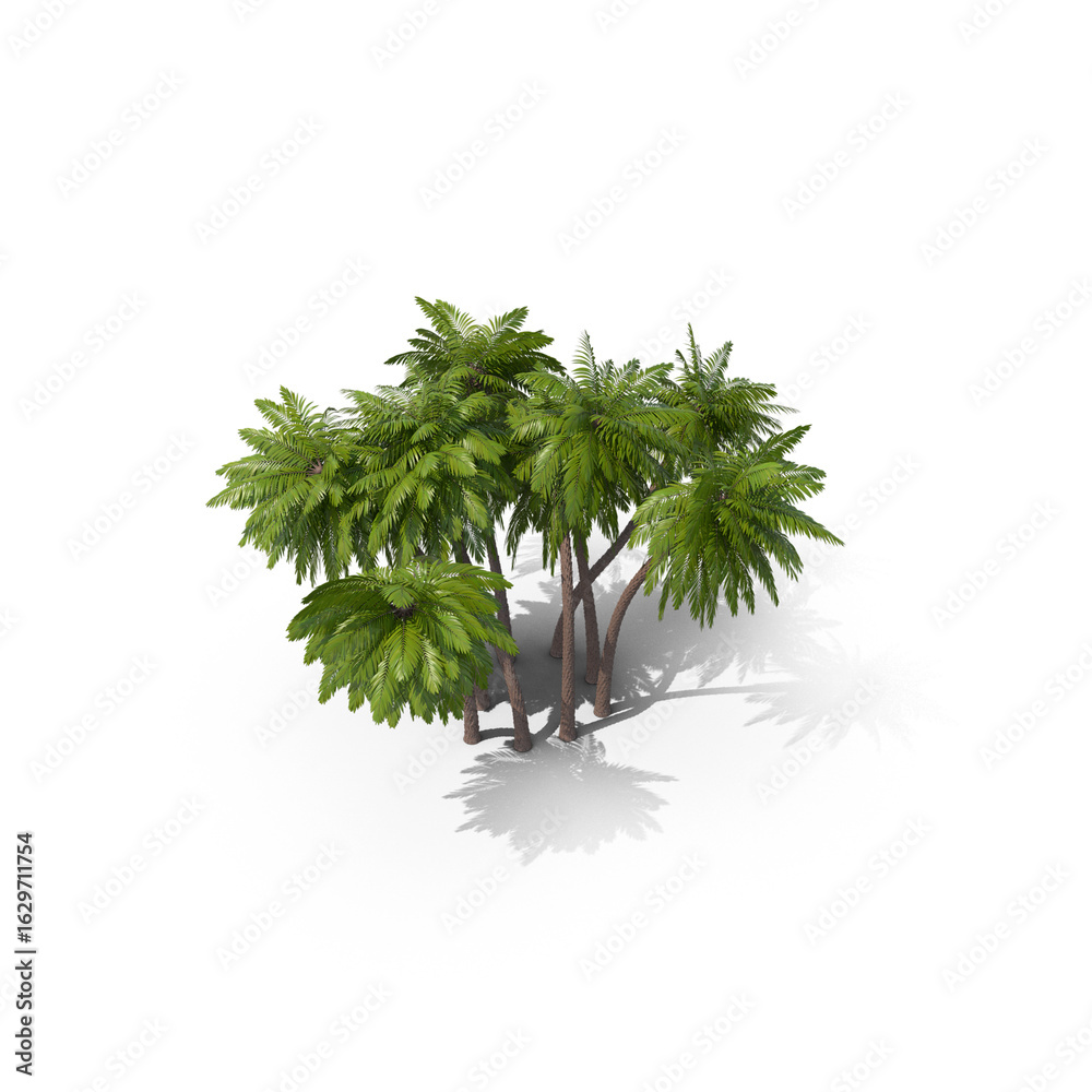 Obraz premium Coconut Palm Tree Isolated on White Background