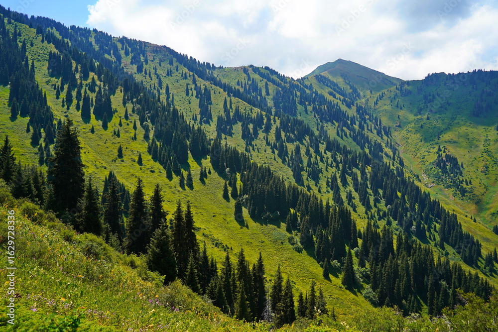 Fototapeta premium Ile-Alatau National Park. A mountain gorge with different vegetation.