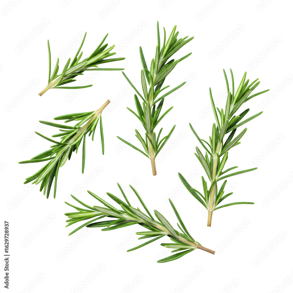 Obraz premium Vibrant green, fresh rosemary sprigs artfully arranged in a flat lay against a transparent seamless background with soft studio lighting, showcasing natural product purity concept