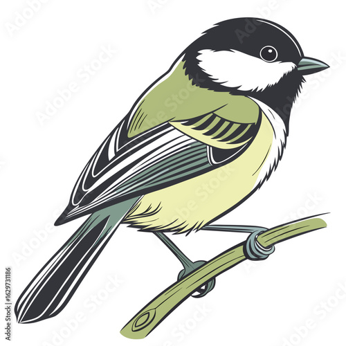 Great tit bird perched on a branch, isolated on white background