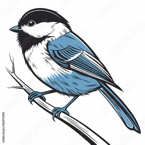 Blackcapped chickadee perched on a thin branch, isolated on white background