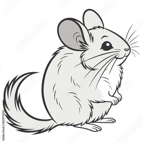 Cute chinchilla rodent isolated on white background