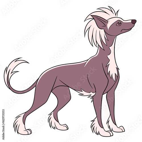 Chinese crested dog isolated on white background