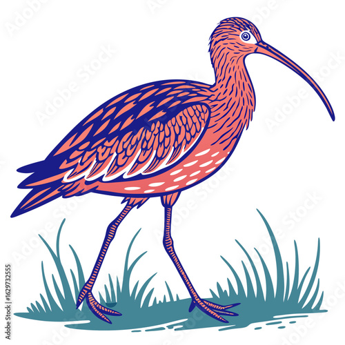 Curlew bird with long beak walking on grass illustration