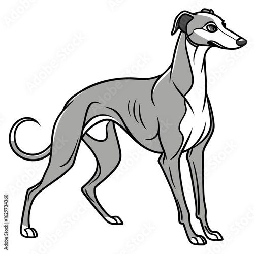 Greyhound dog standing in profile, isolated on white background