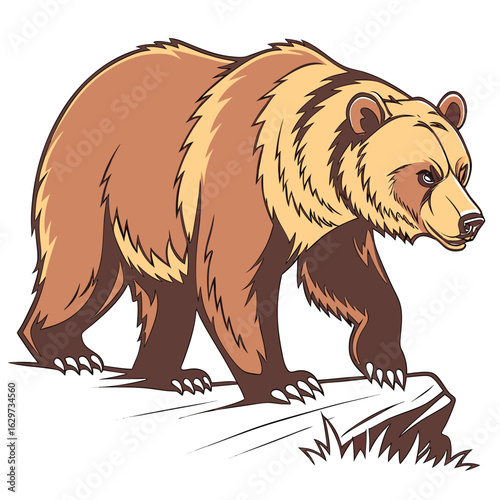 Grizzly bear walking on a rock, isolated on white background