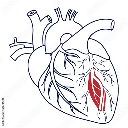 Anatomical illustration of the human heart, medical diagram