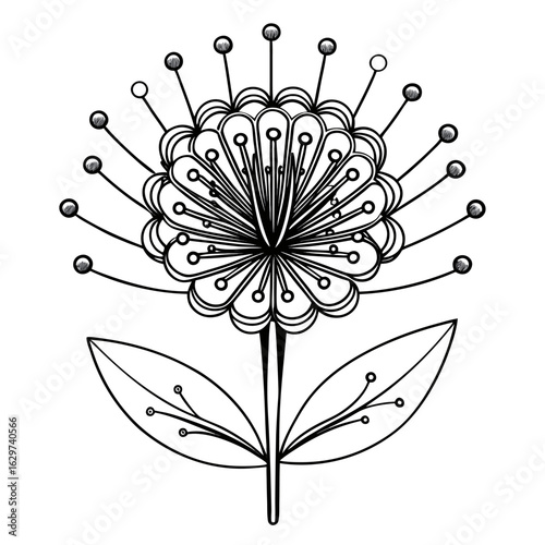  pincushion flower line art  vector  on white-background