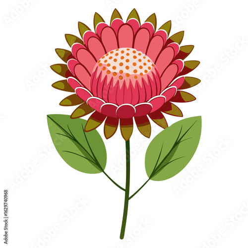  pincushion flower vector  on white-background